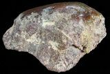 Polished Dinosaur Bone (Gembone) Section - Colorado #73018-2